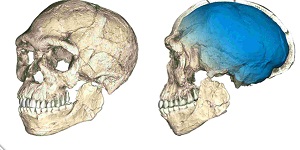 Кости, принадлежавшие древнейшим Homo sapiens